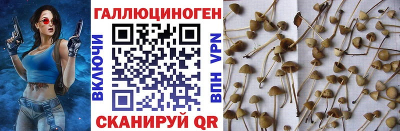 Галлюциногенные грибы Psilocybe  наркошоп  Великие Луки 